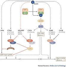 We did not find results for: The Ins And Outs Of The Plant Cell Cycle Nature Reviews Molecular Cell Biology