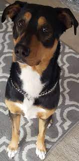 Black Lab English Shepherd Mix English Shepherd Terrier Animals