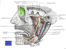 Frank pameijer, erik beek, frank joosten and robin smithuis. Anatomy Head And Neck Mental Nerve Article