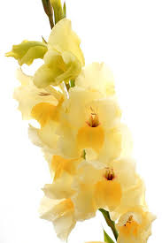 Lemon Yellow Gladiolus Flowers Photo Print Flower Photography Size 8x10 5x7 Or 4x6 Gladiolus Flower Flower Photos Flowers Photography