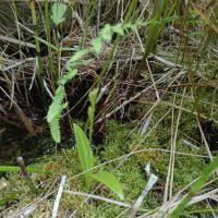 Image result for Liparis harketii