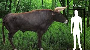 Resultado de imagem para Aurochs