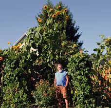Symbolizing loyalty and longevity—just like the sun, sunflower is an excellent choice of flowering plant to be planted in your garden. Mammoth Indeed Local Gardener Grows Massive Sunflowers The Northern Light