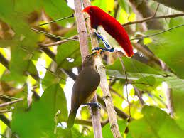 We did not find results for: King Bird Of Paradise Ebird