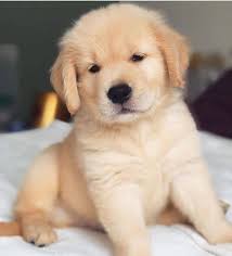 Golden retriever puppies for sale. Golden Retriever Passion Golden Retriever Puppies Dogs For Sale Price