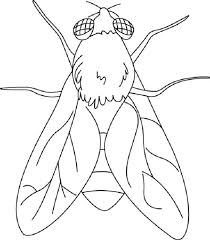 Flying Insects Coloring Page Insect Coloring Pages Animal Coloring Pages Farm Animal Coloring Pages