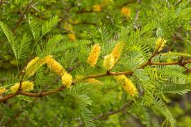 Image result for Prosopis glandulosa