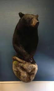 Black Bear Half Mounts Prices He S Finally On The Wall My Minnesota Black Bear From Last Year Black Bear Hunting Bear Mounts Black Bear