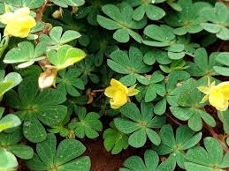 Image result for Chamaecrista fenarolii