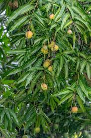 Image result for Mangifera indica