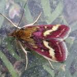 Image result for Pyrausta ostrinalis