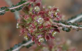 Image result for Xysmalobium sessile