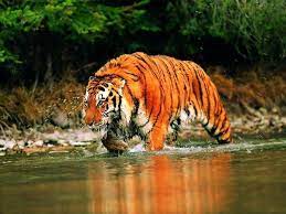 39 Natural Wonders Of The World That You Must Visit Before You Die Bored Daddy Pet Tiger Tiger Wallpaper Tiger Pictures
