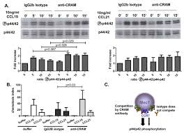 Ccr7 inhibits cxcr4 responsiveness during b cell development. Role Of The Atypical Chemoattractant Receptor Cram In Regulating Ccl19 Induced Ccr7 Responses In B Cell Chronic Lymphocytic Leukemia Molecular Cancer Full Text