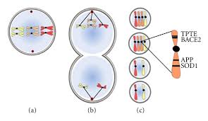 Chromosomal Nondisjunction A Most Often Down Syndrome Ds Occurs As Download Scientific Diagram