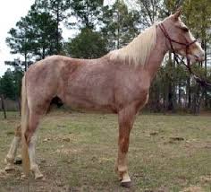 Strawberry Roan The Horse Is Chestnut In Colour With White