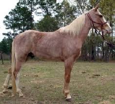 strawberry roan the horse is chestnut in colour with white