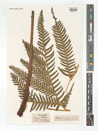 Image result for Pteris dentata