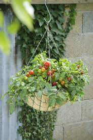tomato terenzo f1 all america selections growing tomatoes in containers container gardening vegetables chain link fence planter boxes