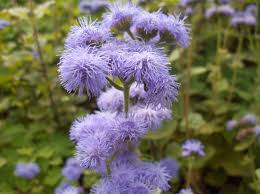 Ageratum Houstonim Nordmeer Flower House Best Flower Wallpaper