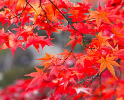 秋を彩る紅葉で和の心を堪能 もみじの育て方 Limia リミア