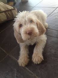 Meet Willow A 10 Week Old Italian Spinone Pup Cute Dogs Funny Animals Puppies