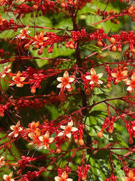 Image result for Clerodendrum pusillum