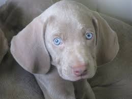 However, free weimaraner dogs and puppies are a rarity as rescues usually charge a small adoption fee to cover their expenses (usually less than $200). Alpine Weims Weimaraner Breeder Sugarcreek Ohio