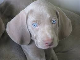 Top of the rock weimaraners is registered with texas department of licensing and regulations, license 236. Alpine Weims Weimaraner Breeder Sugarcreek Ohio