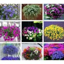 Karakteristik dari tanaman ini adalah memiliki bunga petunia merupakan bunga cantik yang berasal dari negara amerika serikat yang kini bisa anda temukan juga di indonesia. Jual Bunga Lobelia Murah Harga Terbaru 2021