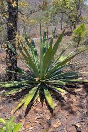 Image result for Polystachya undulata