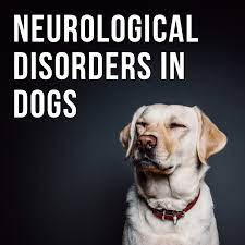 Amazon's small business page features many unique brands offering products like dog water bottles , hiking journals , and countless other niche if you don't already have amazon prime, you can start your membership for $13 a month. Warning Signs Of Neurological Disorders In Canines Pethelpful