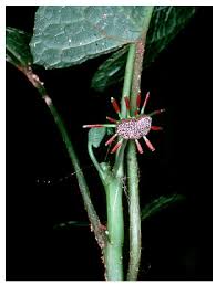 Image result for Dorstenia psilurus