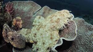 From wikimedia commons, the free media repository. Tasselled Wobbegong Eucrossorhinus Dasypogon Youtube