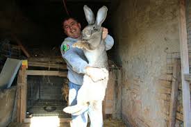 They can reach up to 30 inches long. Flemish Giant Rabbit Weight