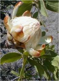 Image result for Protea gaguedi