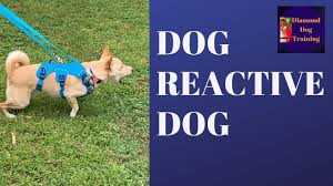 Maybe you would like to learn more about one of these? How To Train Your Dog To Stop Barking At Visitors Best Way To Approach People Youtube