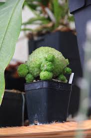 Image result for Ceropegia togoensis