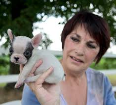 Local breeders care for tiny puppy