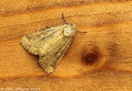 Image result for Photedes minima