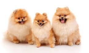 The pomeranian dog is one of the top dog breeds in india. 140 Furry And Fabulous Pomeranian Names My Dog S Name