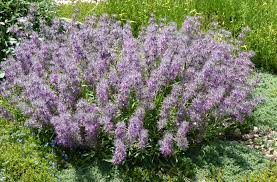 Clematis integrifolia mongolian bells 10 seeds ebay. Plant Select 2020 Introductions Newsleaf