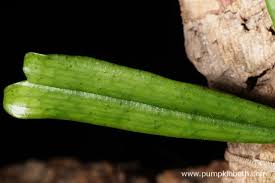 Image result for Aerangis kirkii