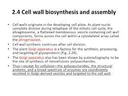 What is the function of a cell wall? Pbio 691 Seminar Plant Cell Walls Ppt Video Online Download