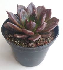 The rosettes grow up to 3 inches (7.5 cm) in diameter. Echeveria Black Prince Thegreenyard In
