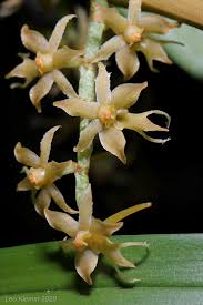 Image result for Tridactyle hurungweensis