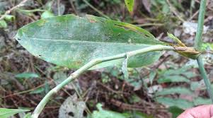 Image result for Commelina albescens