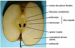 Cette option est utile si vous voulez limiter les. Pomme Wikipedia