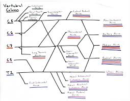 concept map anatomy and physiology