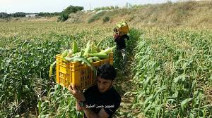 بالصور موسم حصاد الذرة في قطاع غزة Harvest Corn Vegetables